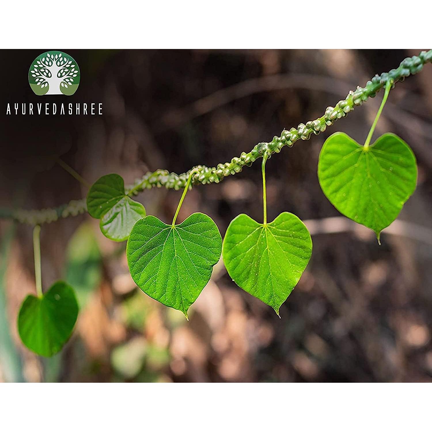 Polvo de Guduchi 100 g AHIPL | Tinospora Cordifolia Natural