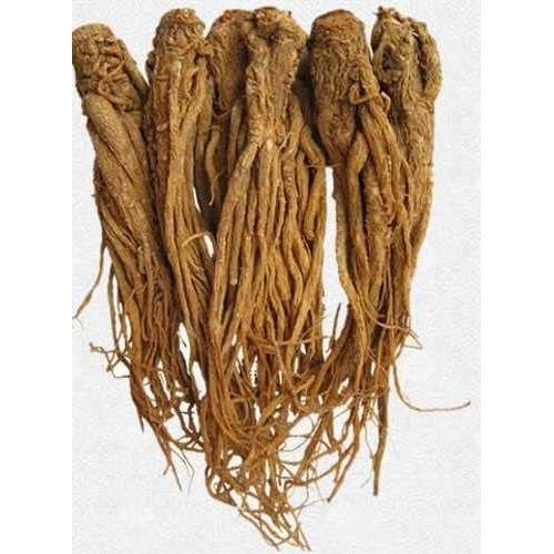 Polvo de Raíz de Dong Quai Bodi 113g 100% Puro Natural