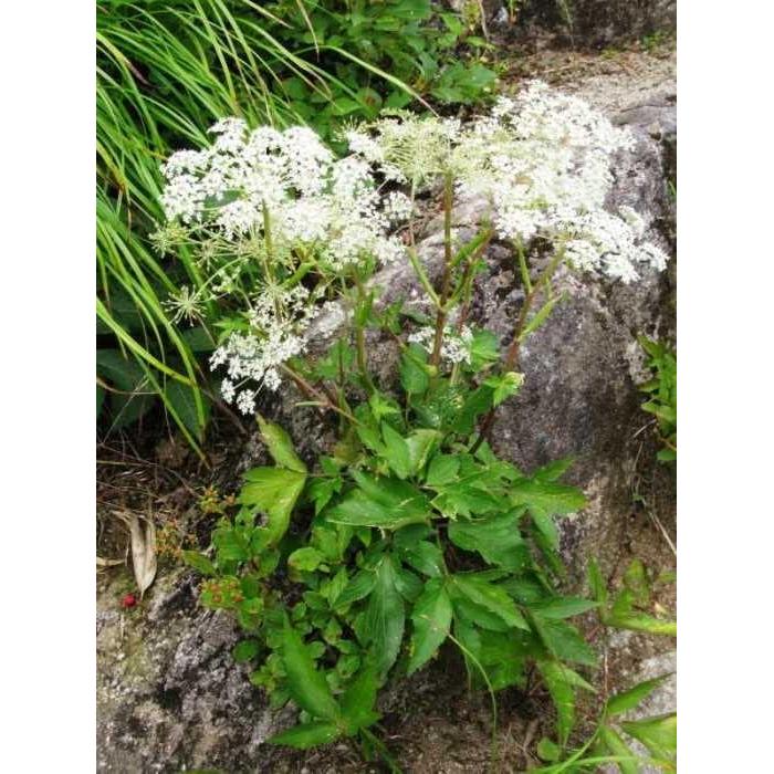 Polvo de Raíz de Dong Quai Bodi 113g 100% Puro Natural