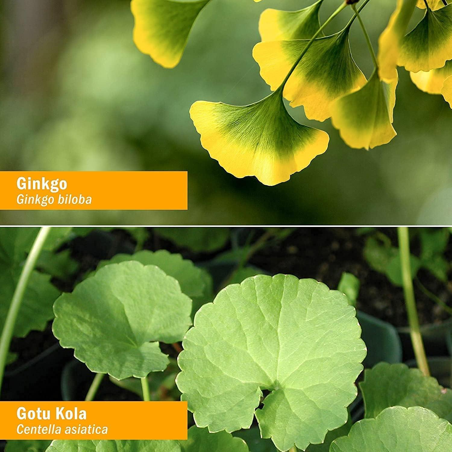 Suplemento Nootrópico Orgánico Herb Pharm 29.57 ml Ginkgo Biloba