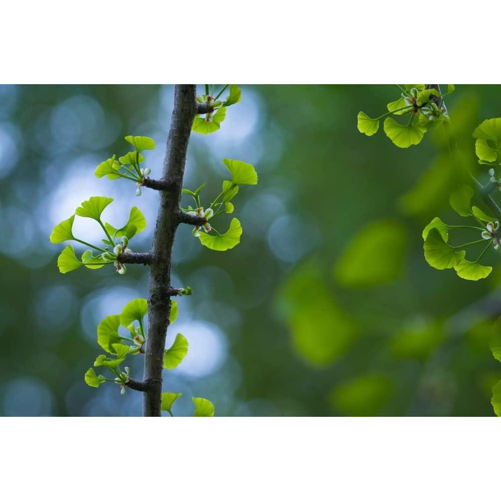 Polvo de Hoja de Ginkgo Biloba 453g La Tienda de Hierbas