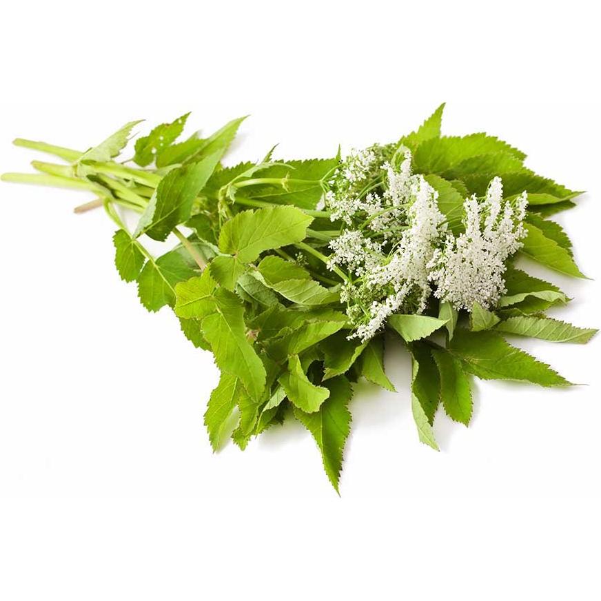 Raíz de Angélica Biokoma 100g - Té Herbal Sin Aditivos