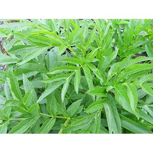 Té de Raíz de Angélica 50g - Embajada de Salud 100% Natural