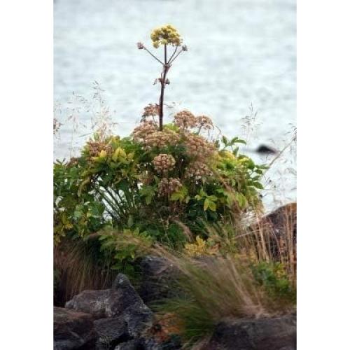 Té de Raíz de Angélica 50g - Embajada de Salud 100% Natural