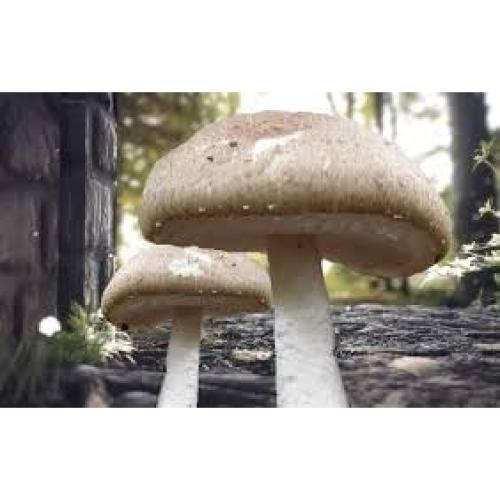 Cultivo de Hongos Portobello Liquid Fungi 0.45 kg - Cultura Líquida