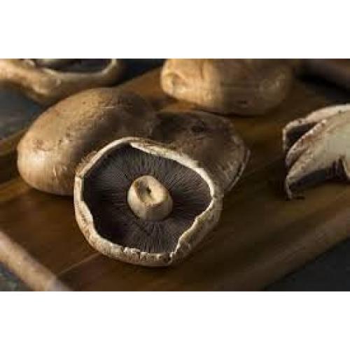 Cultivo de Hongos Portobello Liquid Fungi 0.45 kg - Cultura Líquida