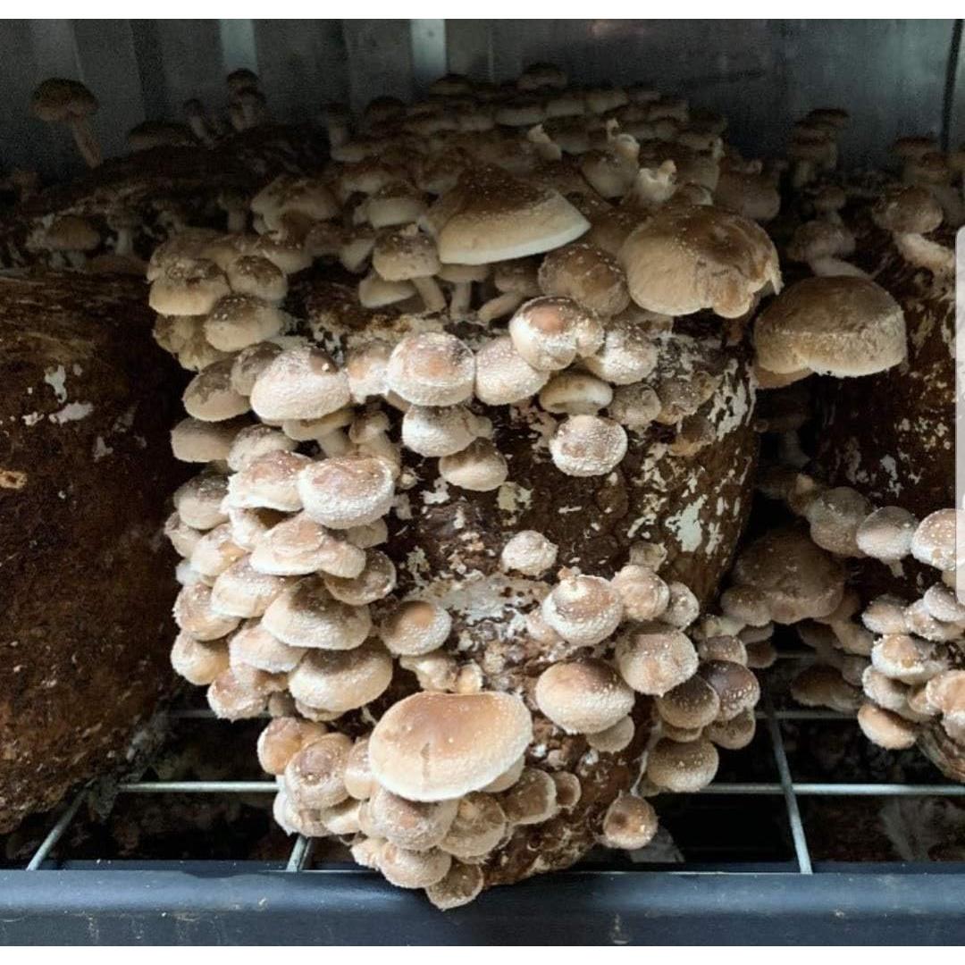 100g Micelio de Hongos Shiitake BetterFungi para Cultivar
