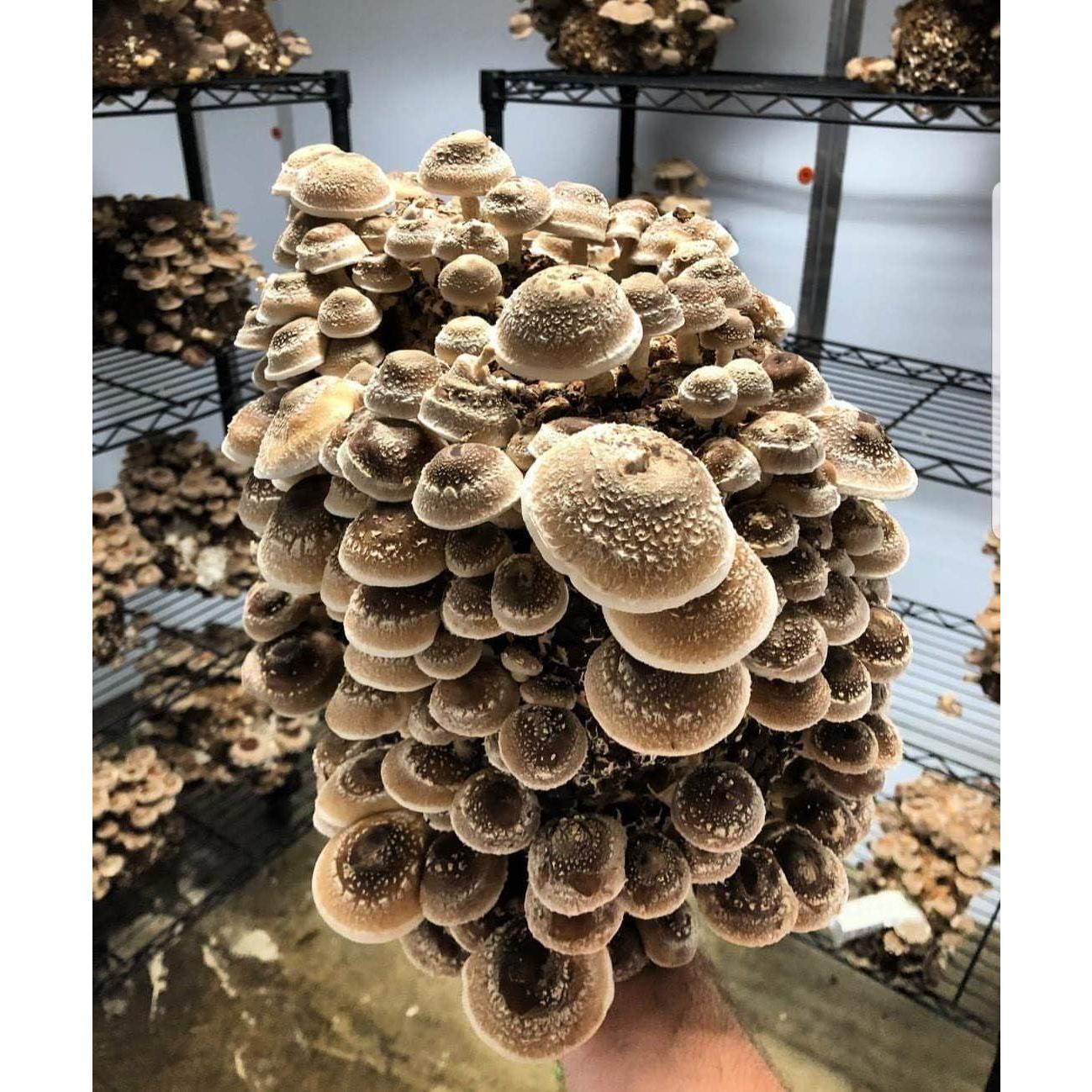 100g Micelio de Hongos Shiitake BetterFungi para Cultivar