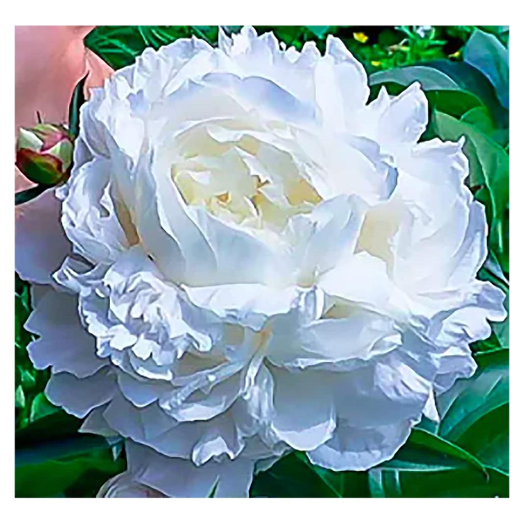 Bulbos de Peonía Doble Blanca Duchess De Nemours - Raíz Desnuda 3-5 Ojos