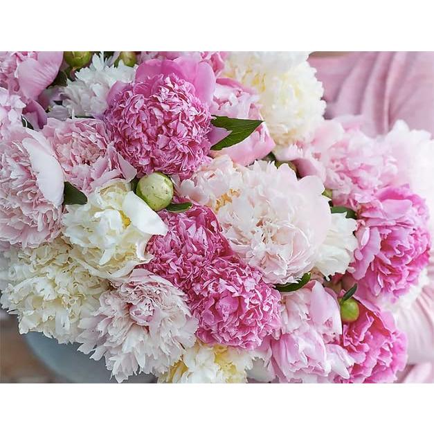 Bulbos de Peonía Doble Blanca Duchess De Nemours - Raíz Desnuda 3-5 Ojos