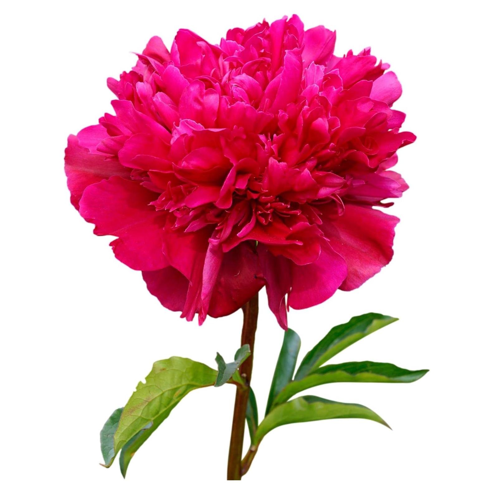 Peonía Big Ben - 1 División de Raíz Cultivada en Campo