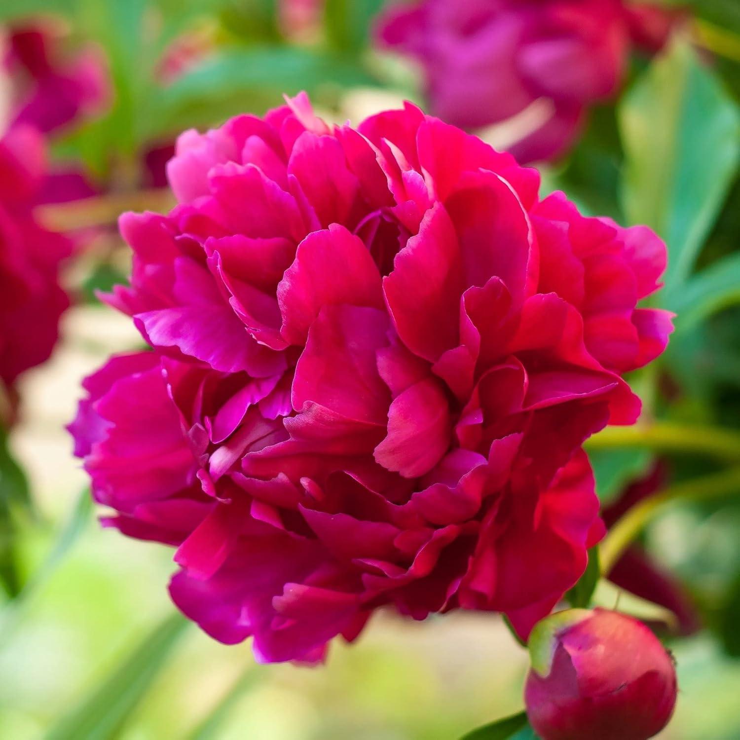 Peonía Big Ben - 1 División de Raíz Cultivada en Campo