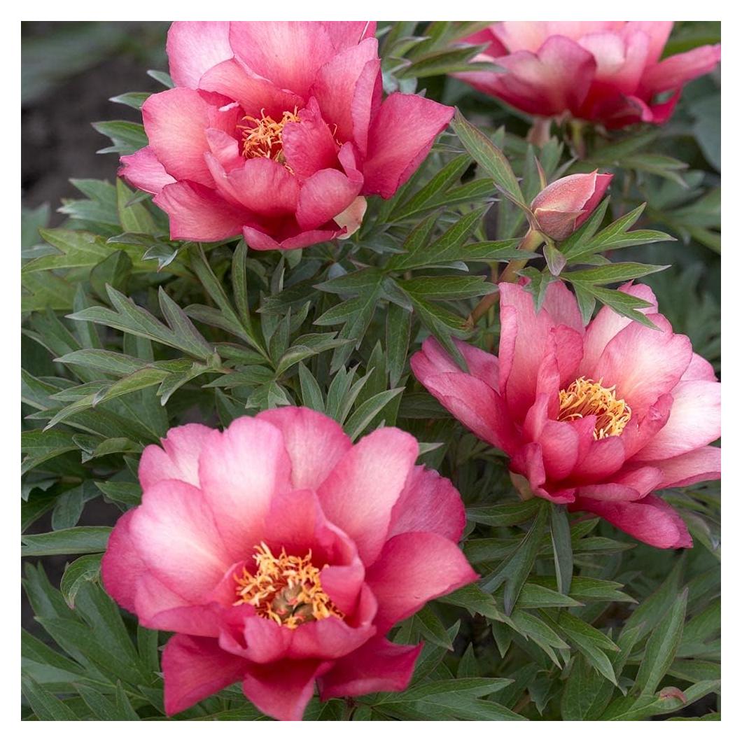 Raíz de Peonía Itoh Julia Rosa - 1 Unidad - Fácil Cultivo