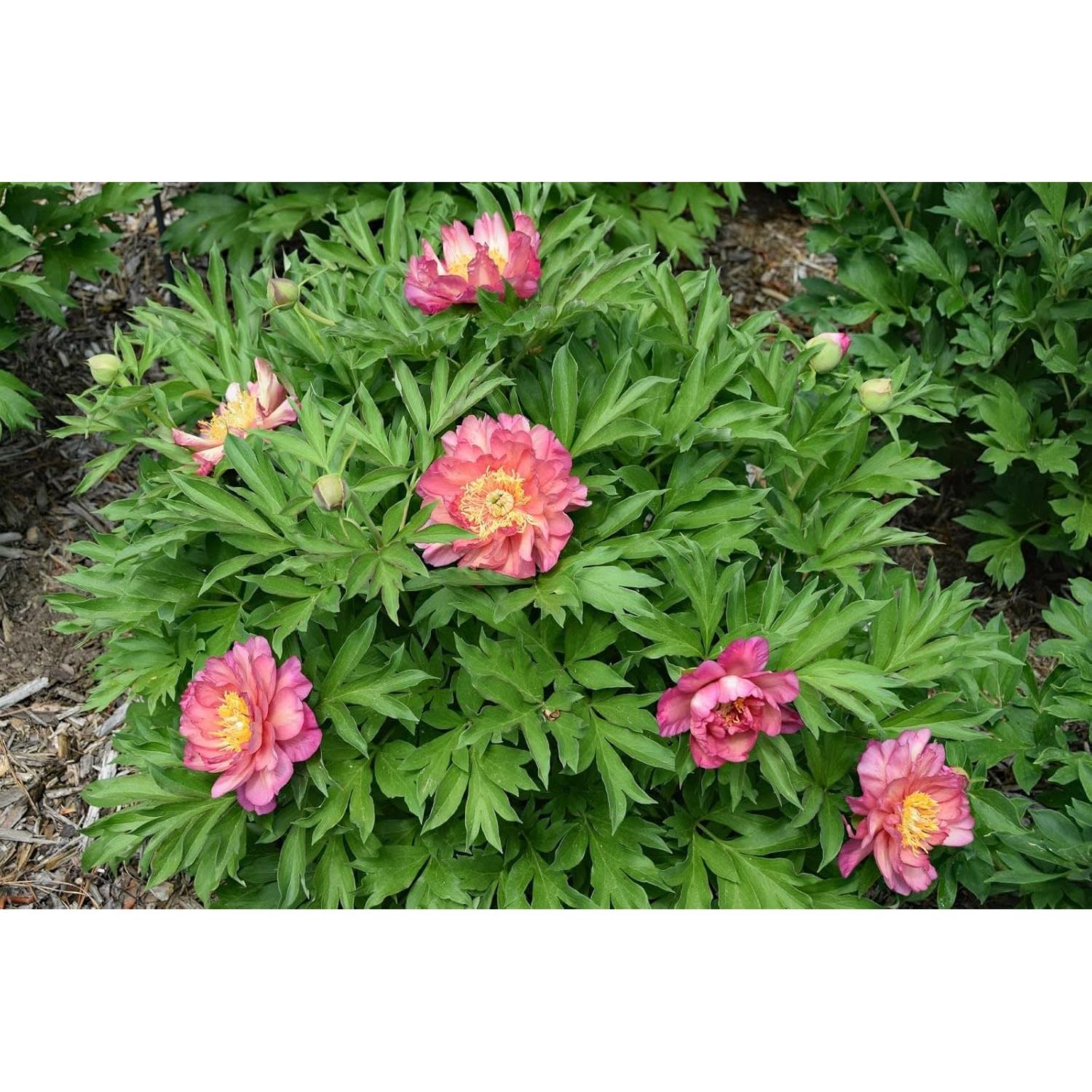 Raíz de Peonía Itoh Julia Rosa - 1 Unidad - Fácil Cultivo