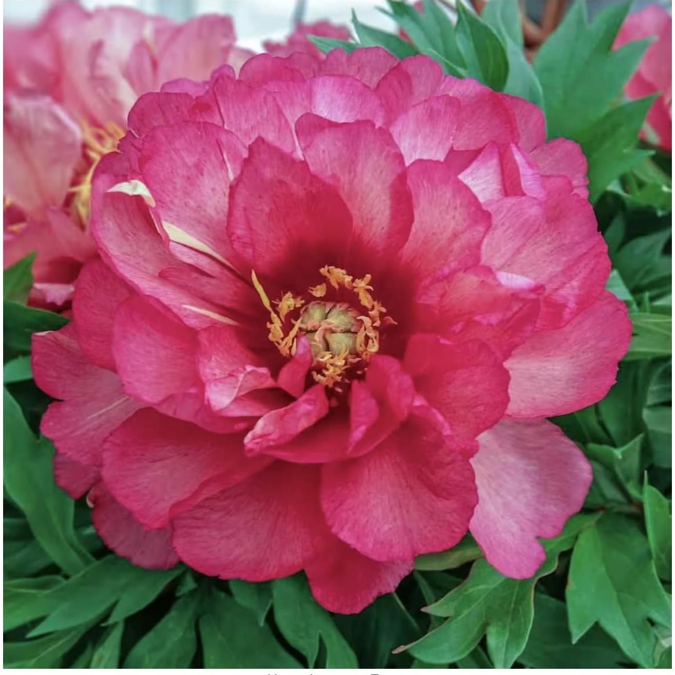 Raíz de Peonía Itoh Julia Rosa - 1 Unidad - Fácil Cultivo