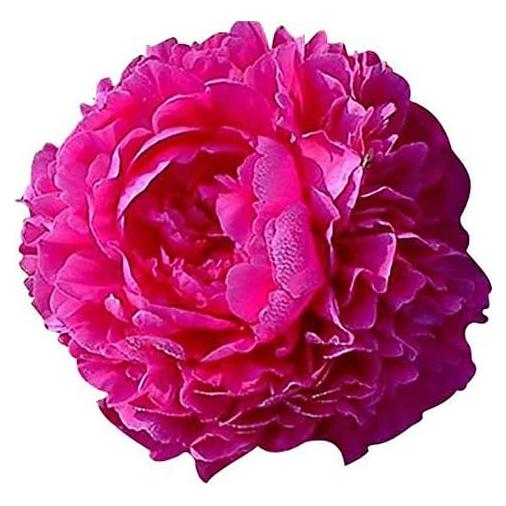 Peonía Doble Roja Temprana Marde Ross 1 Galón - Planta Viva