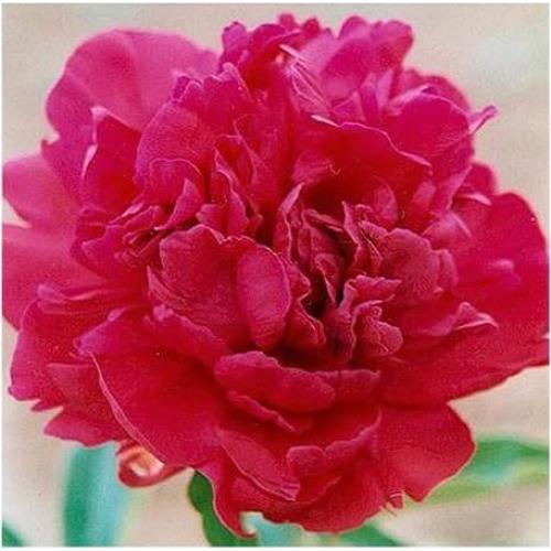 Peonía Doble Roja Temprana Marde Ross 1 Galón - Planta Viva