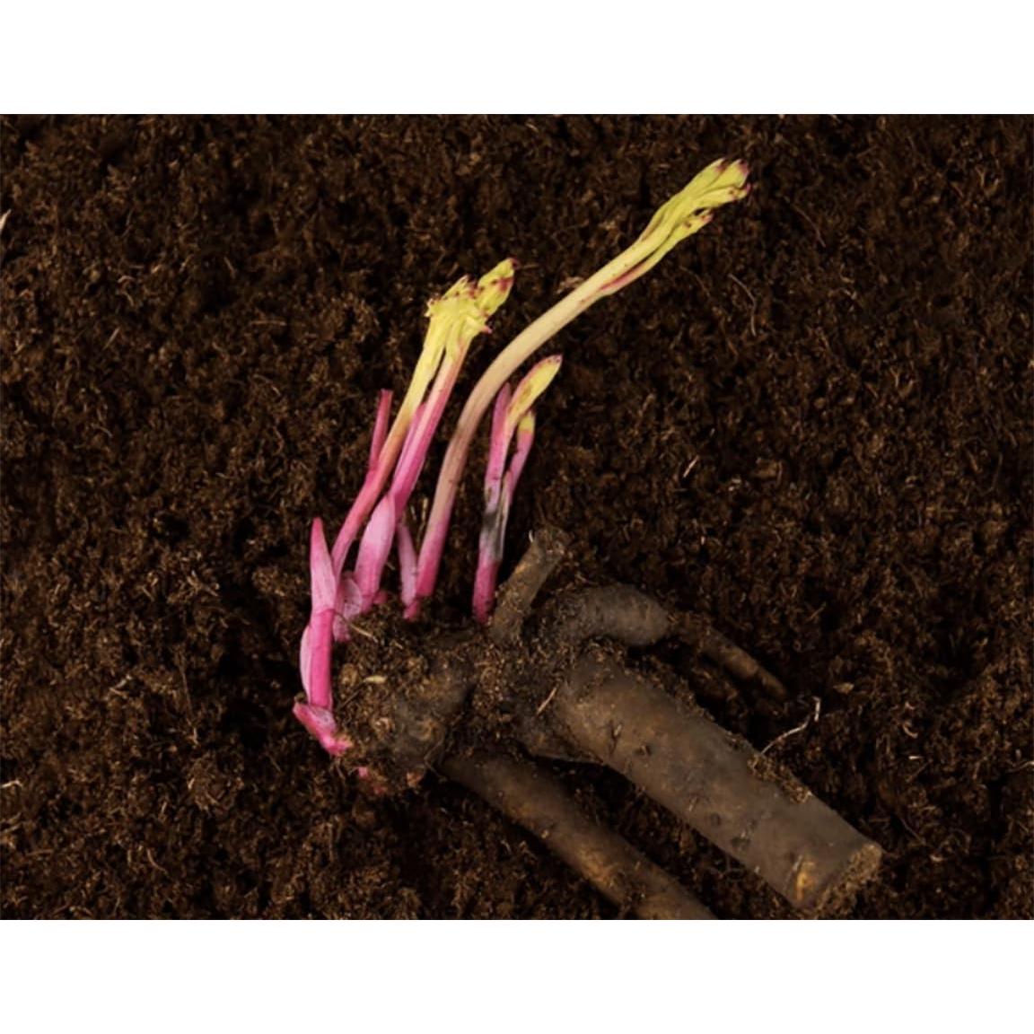 Peonía Doble Roja Temprana Marde Ross 1 Galón - Planta Viva