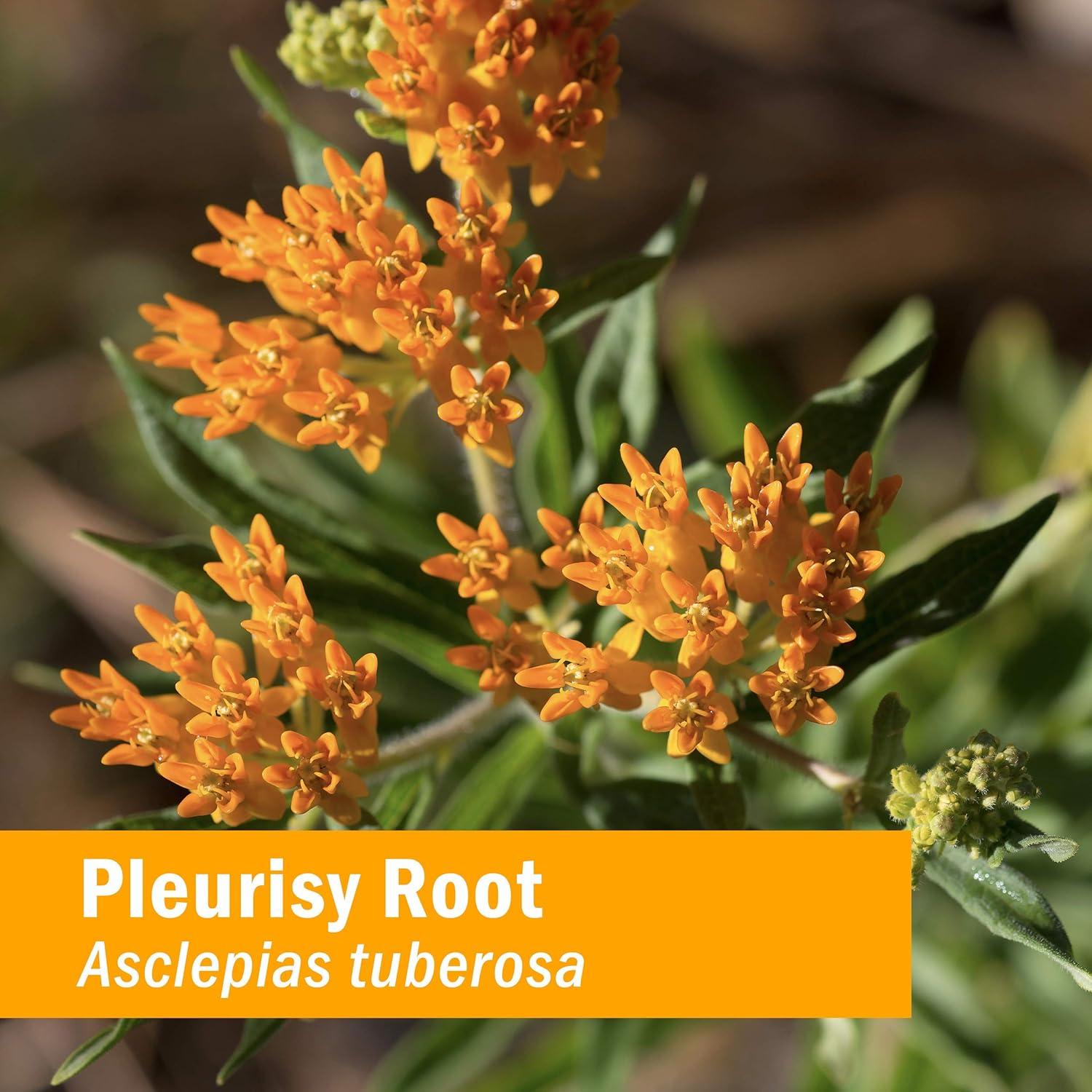 Extracto Líquido de Raíz de Pleuresía Herb Pharm 30 ml Orgánico