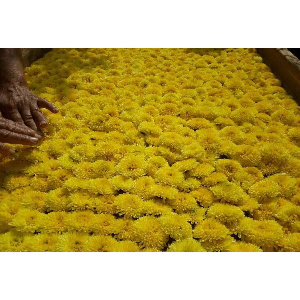 Té de Flor de Crisantemo Fetal Dorado-Amarillo Premium 56.7g