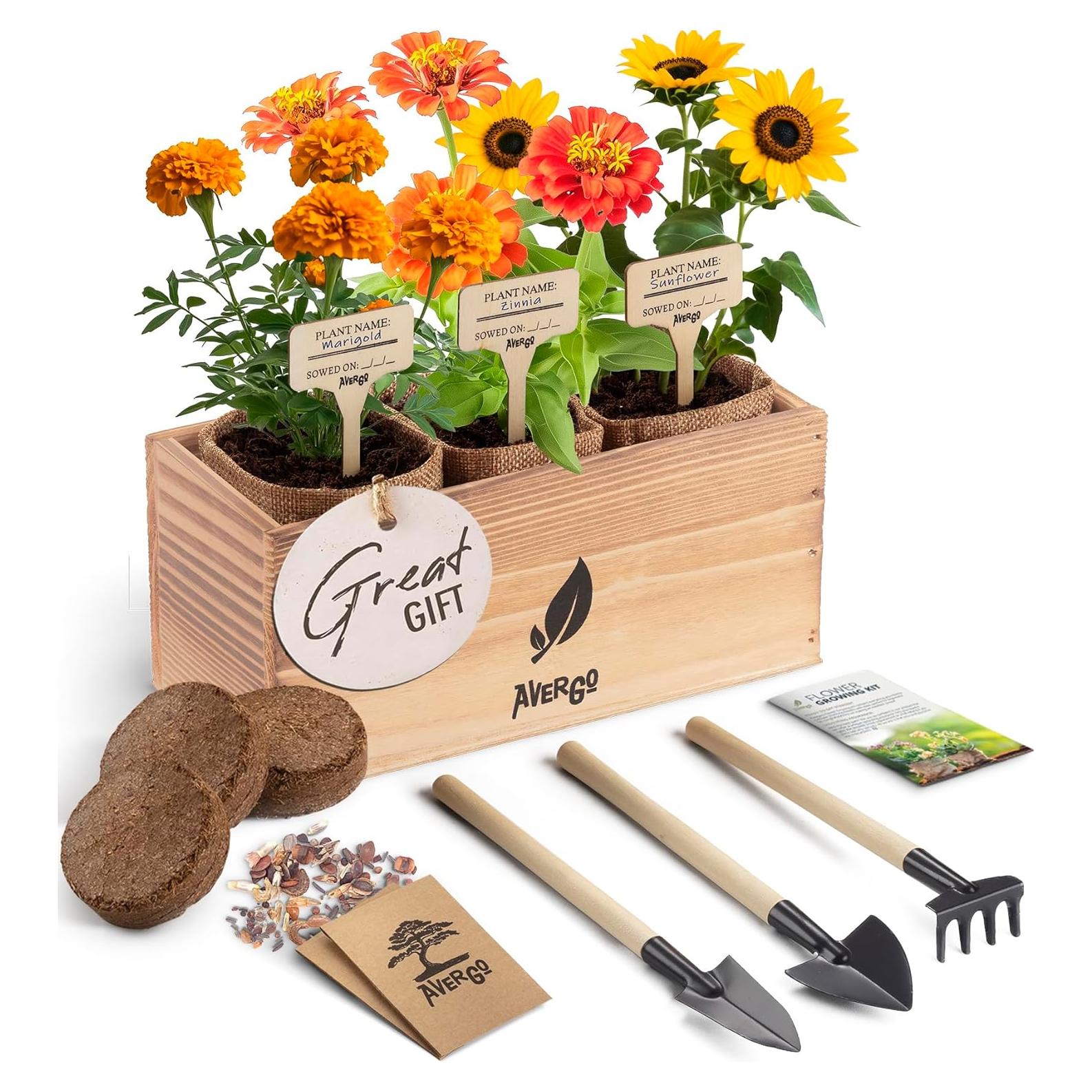 Kit de Crecimiento de Flores AVERGO - Girasol, Caléndula y Zinnia