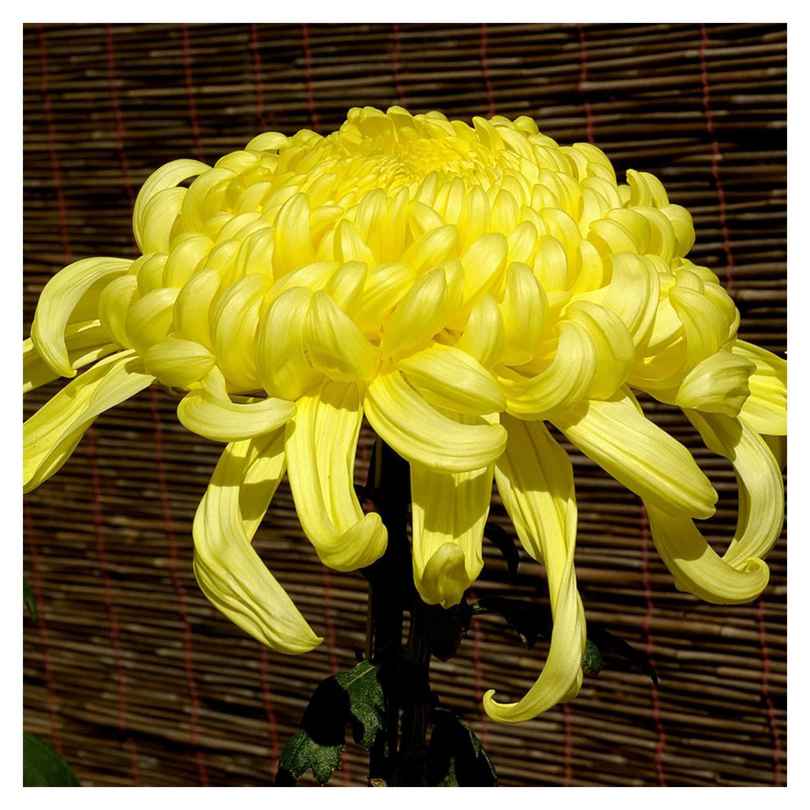 Yellow Chrysanthemum Seeds Perennial Flowering Plant Cut Flowers Floral Arrangements Garden Patio Bed Outdoor 50Pcs Flower Seeds by YEGAOL Garden