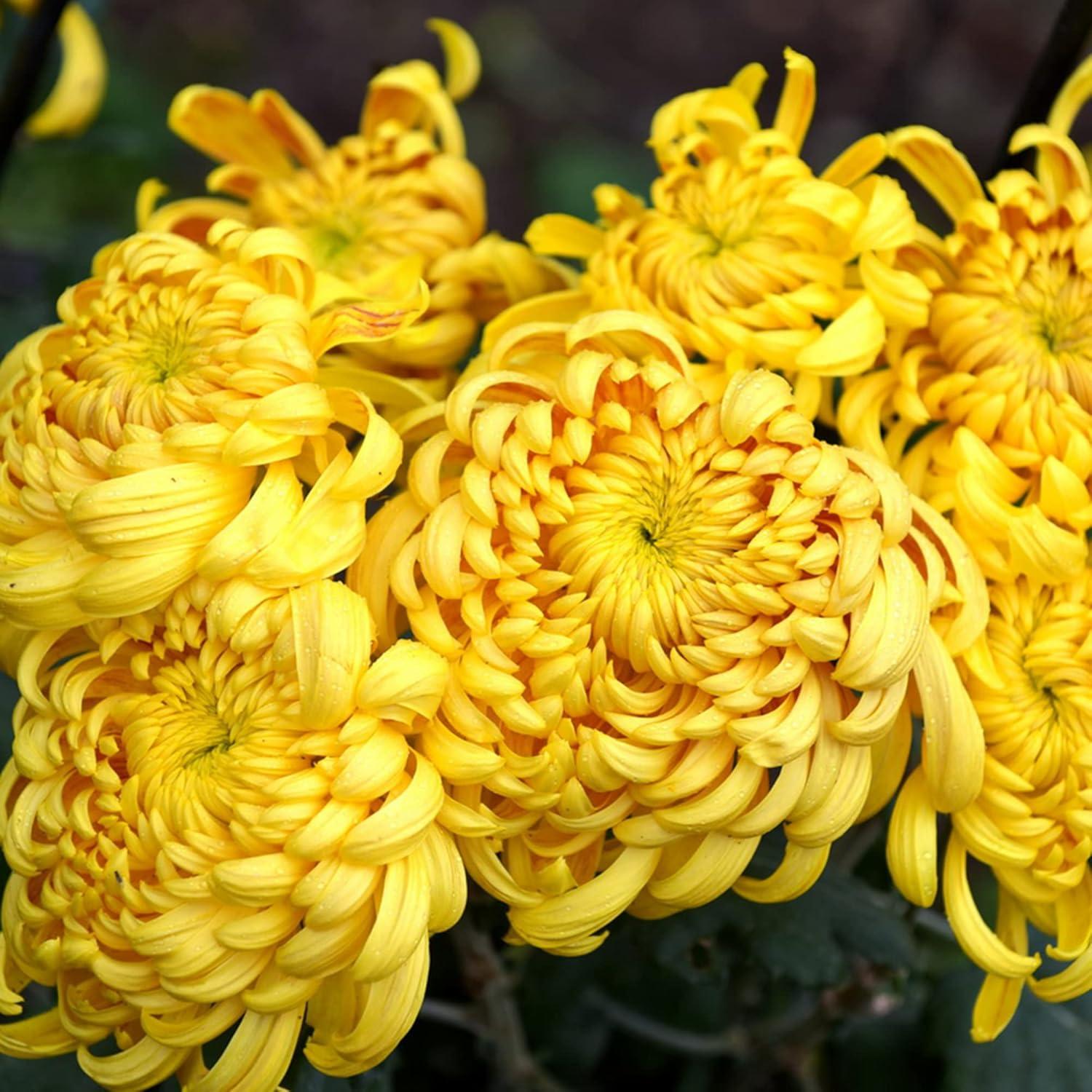 Yellow Chrysanthemum Seeds Perennial Flowering Plant Cut Flowers Floral Arrangements Garden Patio Bed Outdoor 50Pcs Flower Seeds by YEGAOL Garden