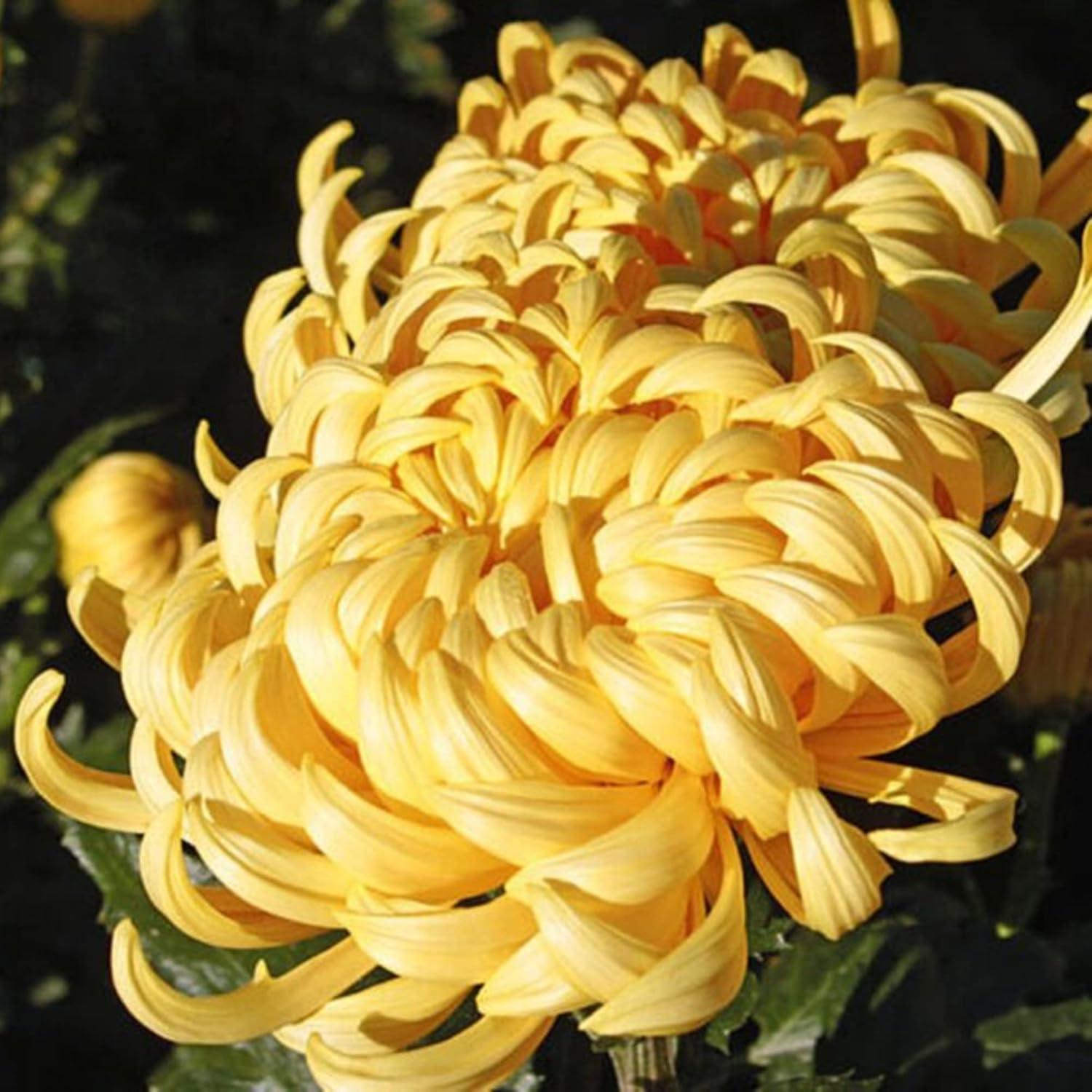 Yellow Chrysanthemum Seeds Perennial Flowering Plant Cut Flowers Floral Arrangements Garden Patio Bed Outdoor 50Pcs Flower Seeds by YEGAOL Garden