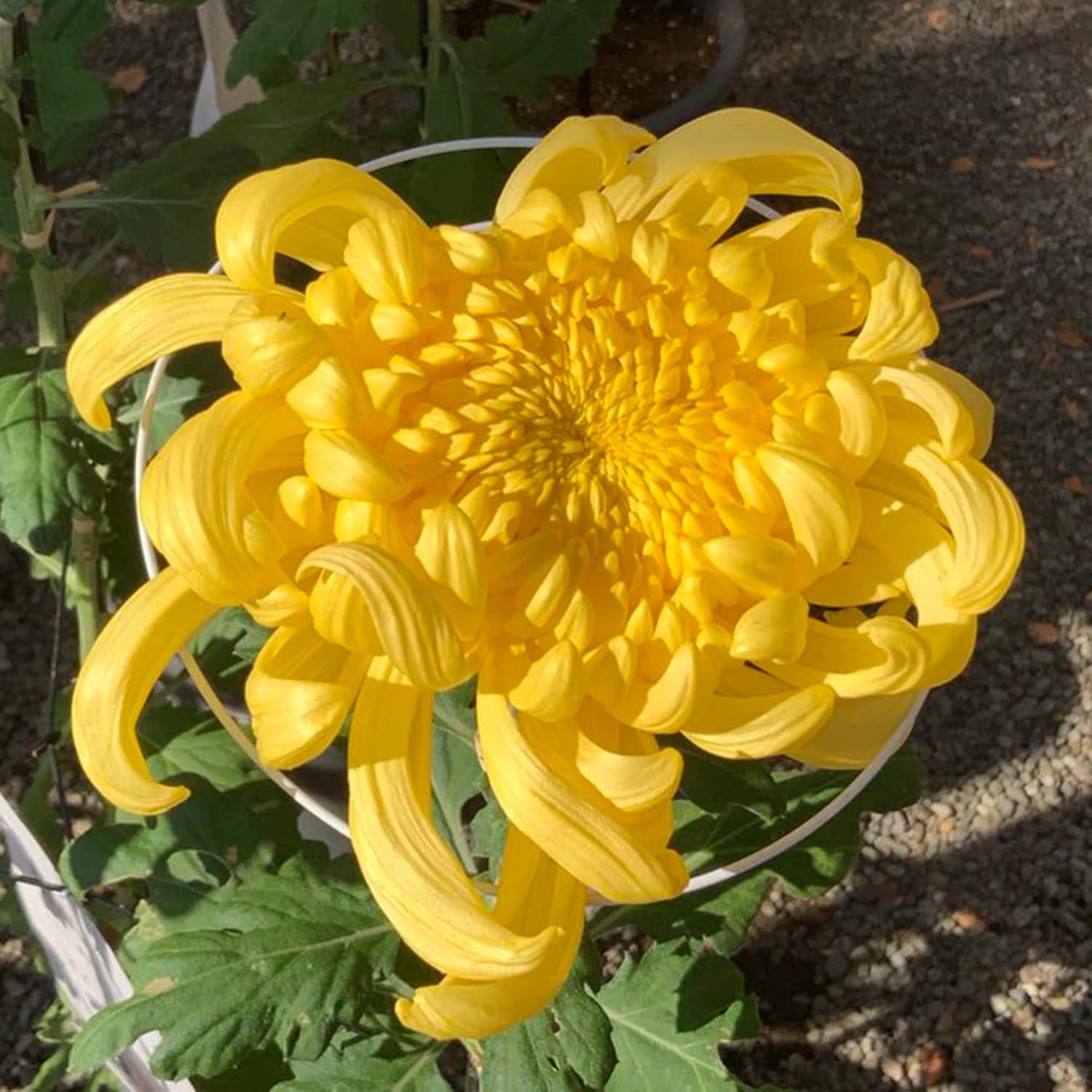 Yellow Chrysanthemum Seeds Perennial Flowering Plant Cut Flowers Floral Arrangements Garden Patio Bed Outdoor 50Pcs Flower Seeds by YEGAOL Garden