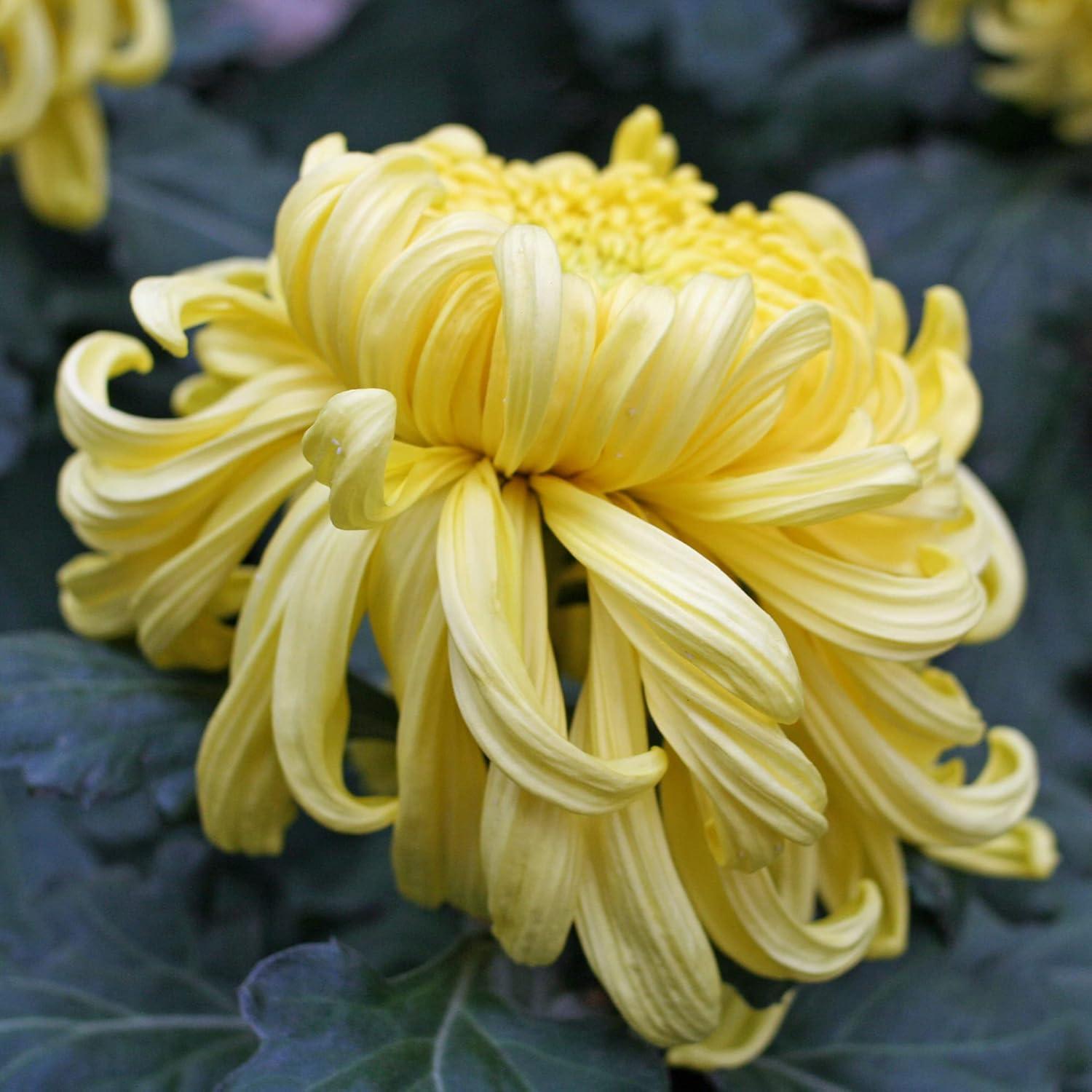 Yellow Chrysanthemum Seeds Perennial Flowering Plant Cut Flowers Floral Arrangements Garden Patio Bed Outdoor 50Pcs Flower Seeds by YEGAOL Garden