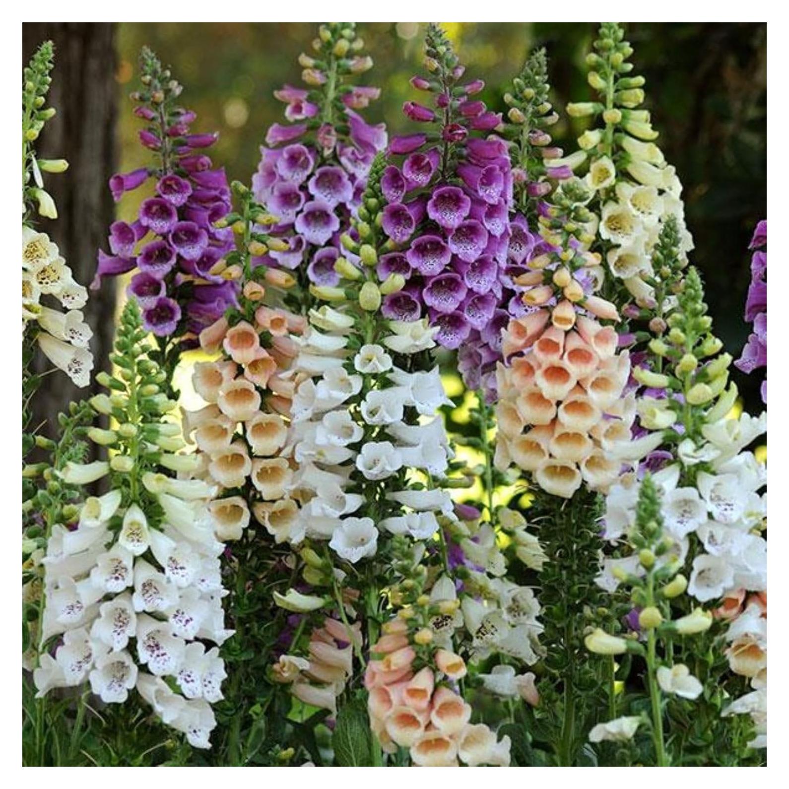 Plantas Vivas Digitalis Dalmata Clovers Garden - 2 Unidades 10-20 cm