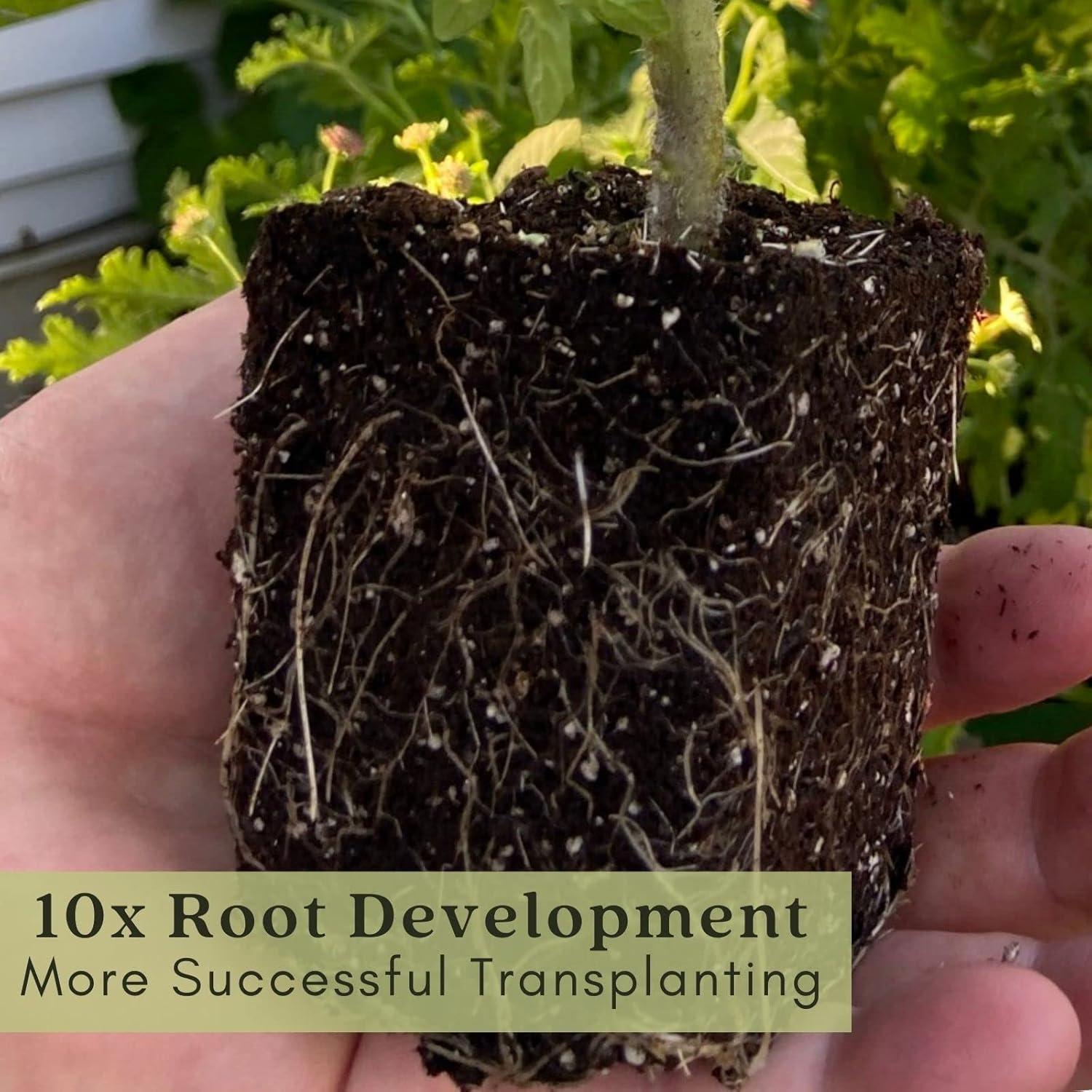 Plantas Vivas Digitalis Dalmata Clovers Garden - 2 Unidades 10-20 cm