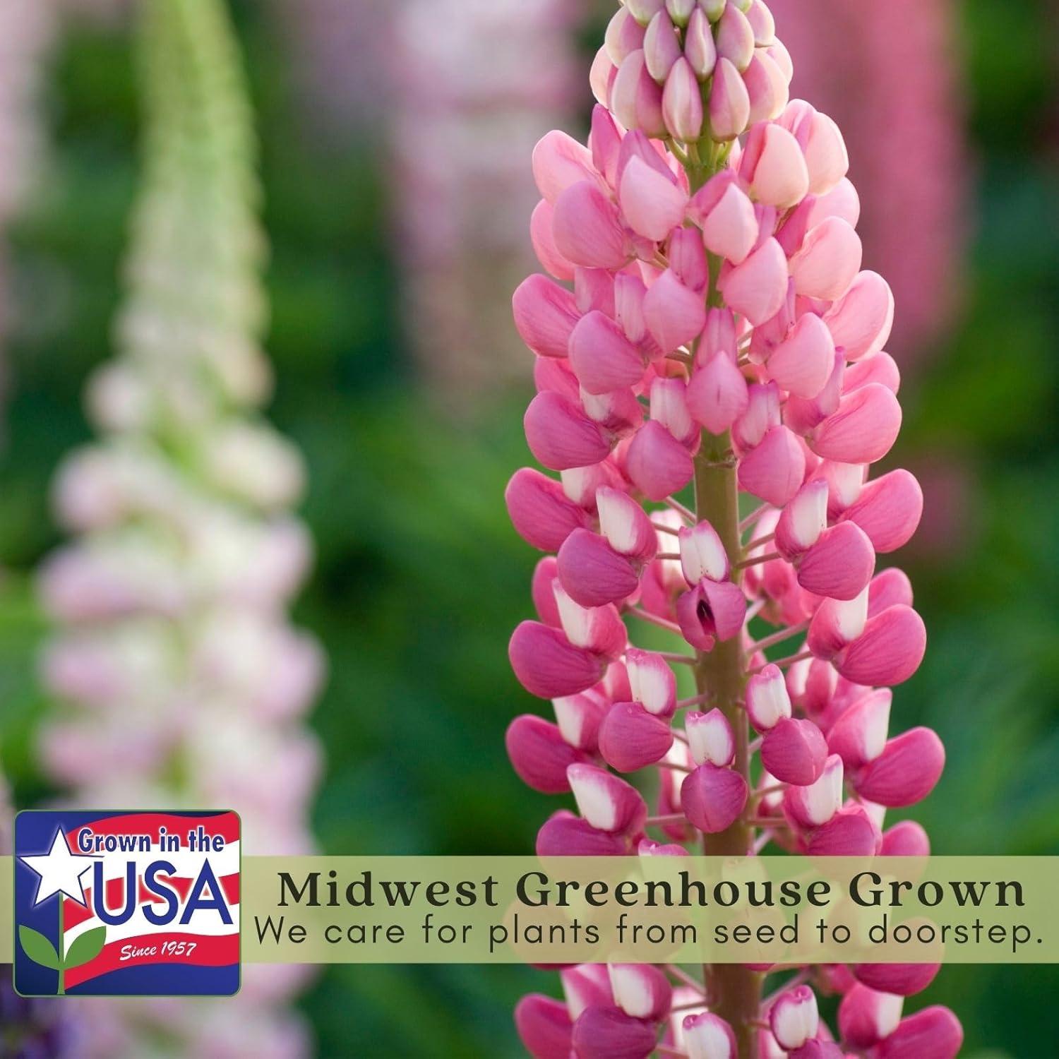 Plantas Vivas Digitalis Dalmata Clovers Garden - 2 Unidades 10-20 cm