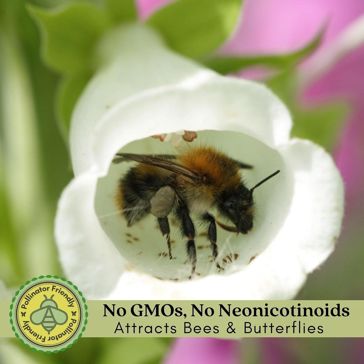 Plantas Vivas Digitalis Dalmata Clovers Garden - 2 Unidades 10-20 cm