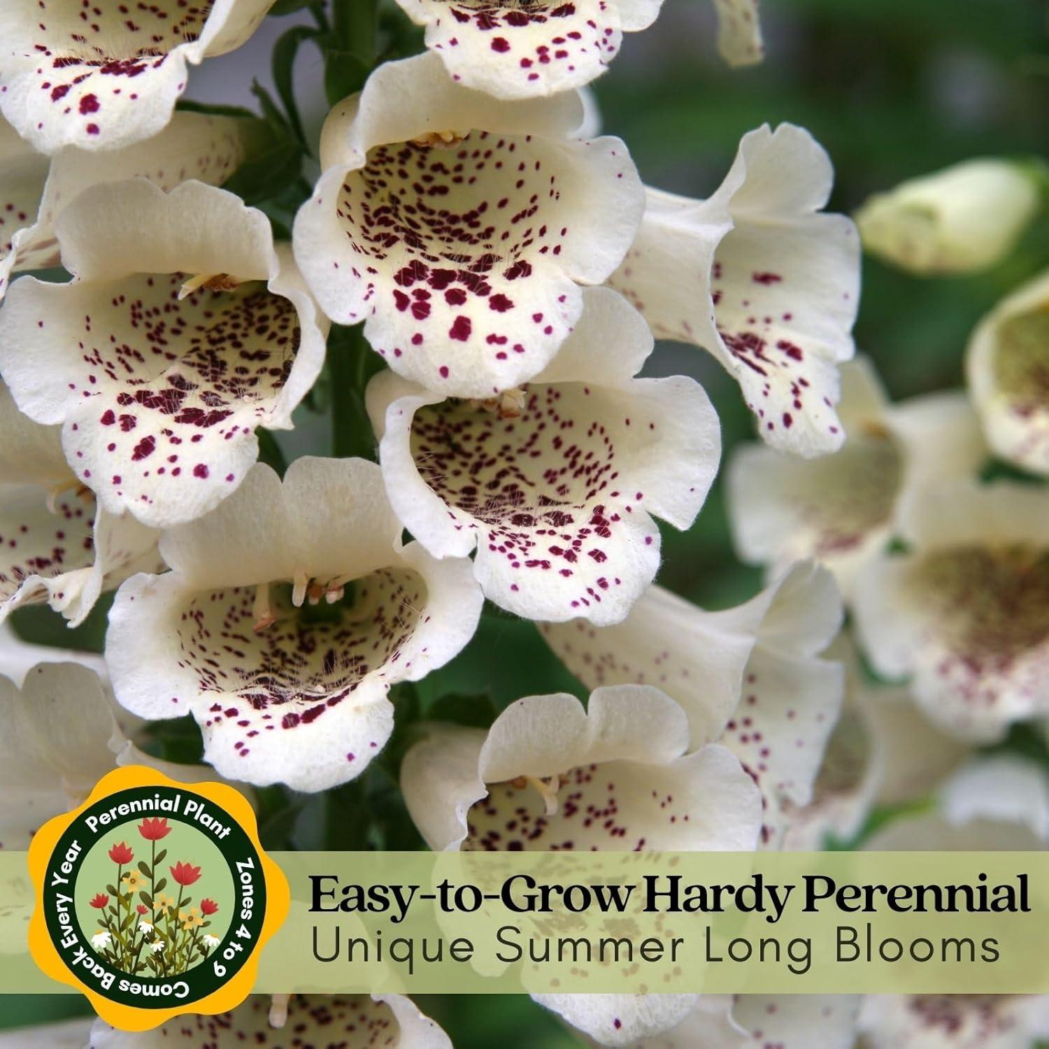 Plantas Vivas Digitalis Dalmata Clovers Garden - 2 Unidades 10-20 cm