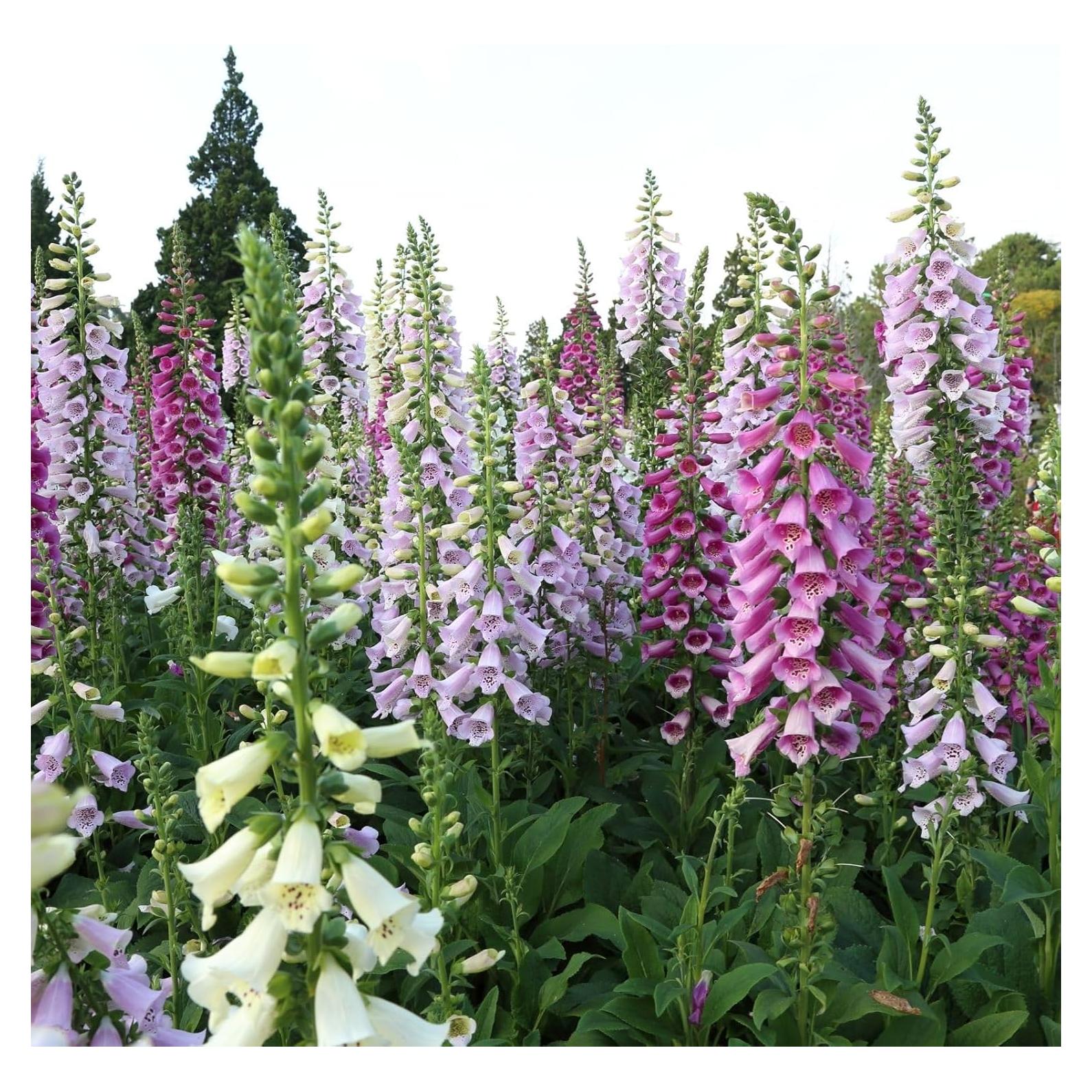 Plantas Vivas Digitalis purpurea Clovers Garden - 2 Unidades 10-20 cm