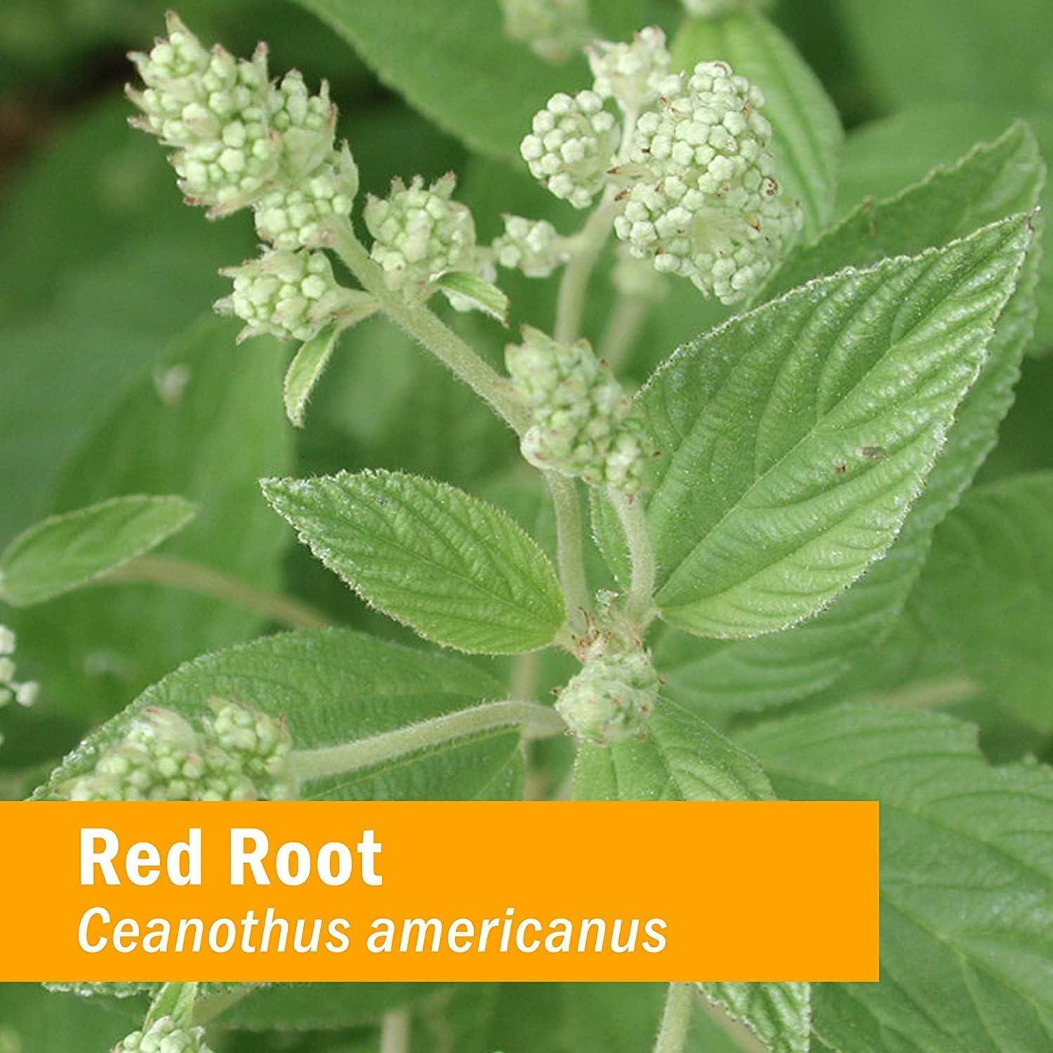 Extracto Líquido de Raíz Roja Herb Pharm 29.57 ml