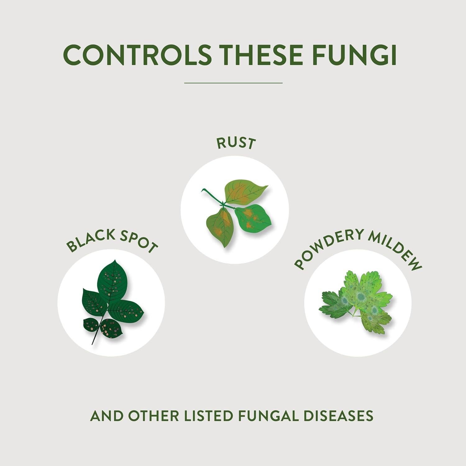 Garden Safe Aceite de Neem 6x10 Fl Oz - Insecticida Orgánico