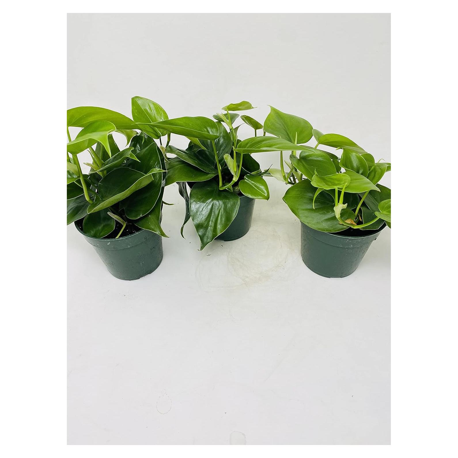 Planta Hoja Corazón Philodendron cordatum - 3 unidades en macetas 10 cm