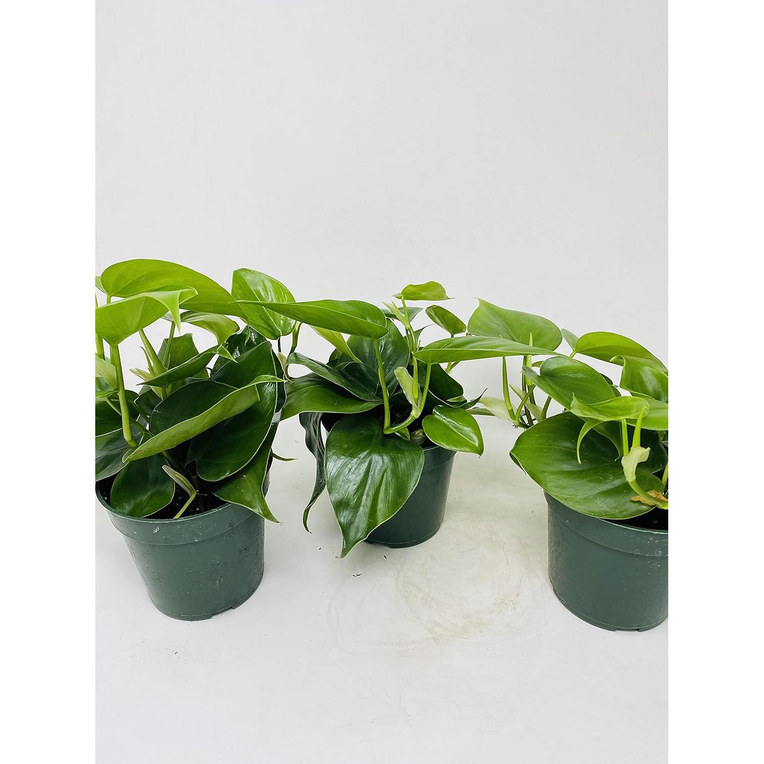 Planta Hoja Corazón Philodendron cordatum - 3 unidades en macetas 10 cm