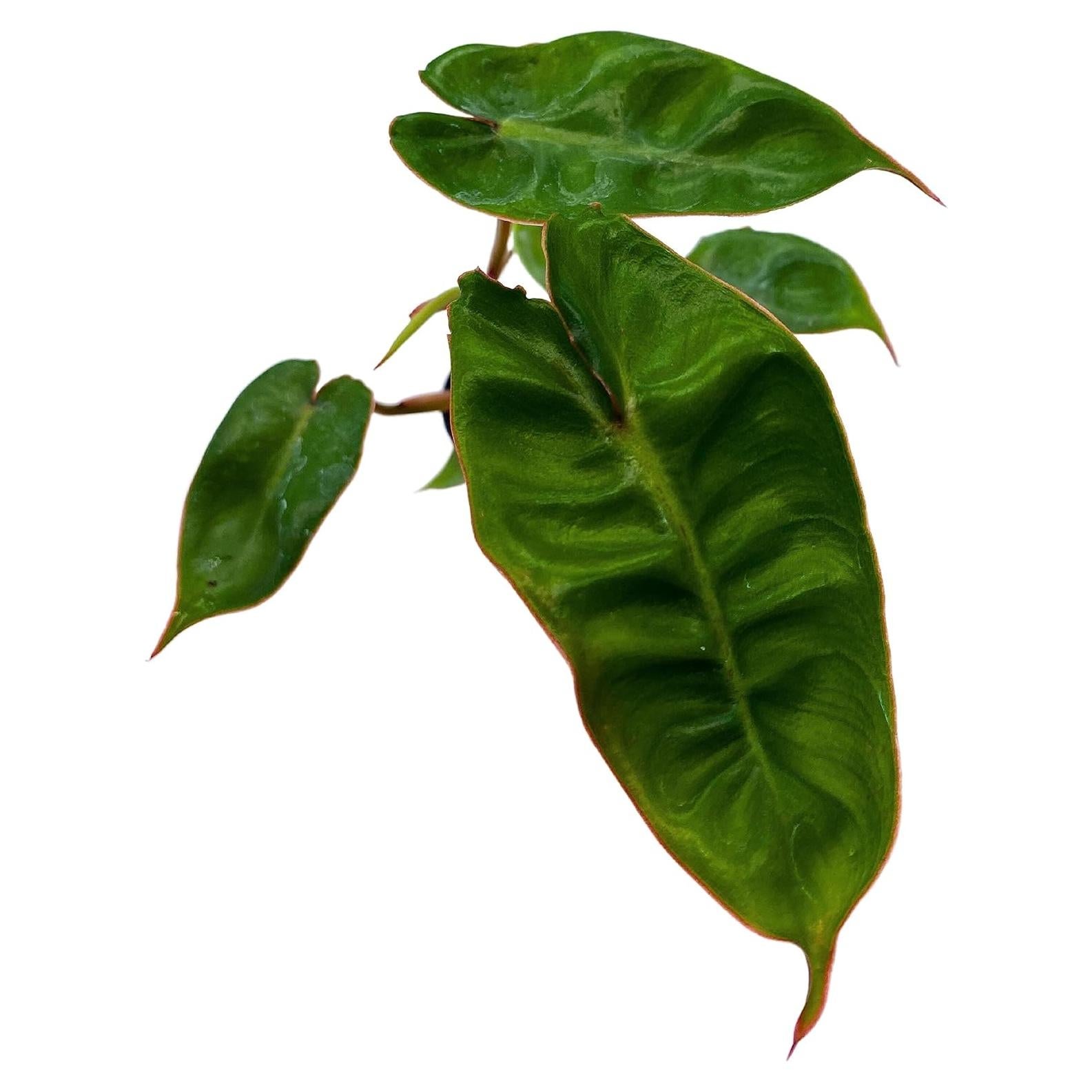 Philodendron billietiae BubbleBlooms en maceta 5 cm - Planta de interior