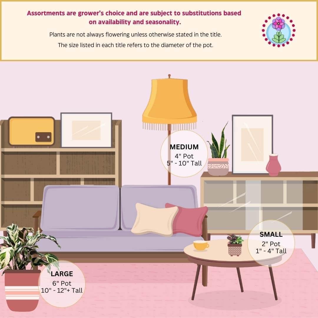 Philodendron billietiae BubbleBlooms en maceta 5 cm - Planta de interior