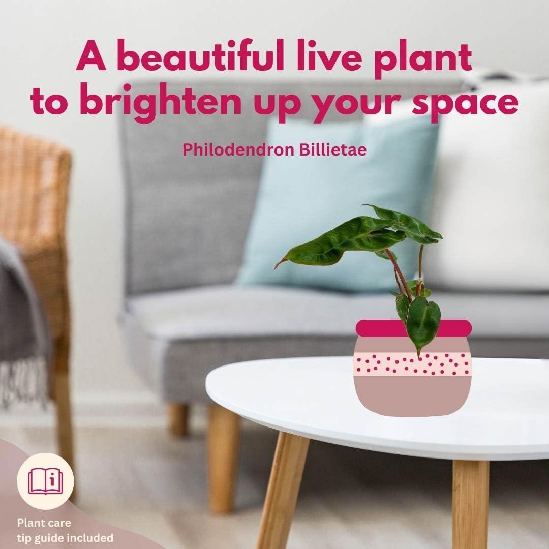 Philodendron billietiae BubbleBlooms en maceta 5 cm - Planta de interior