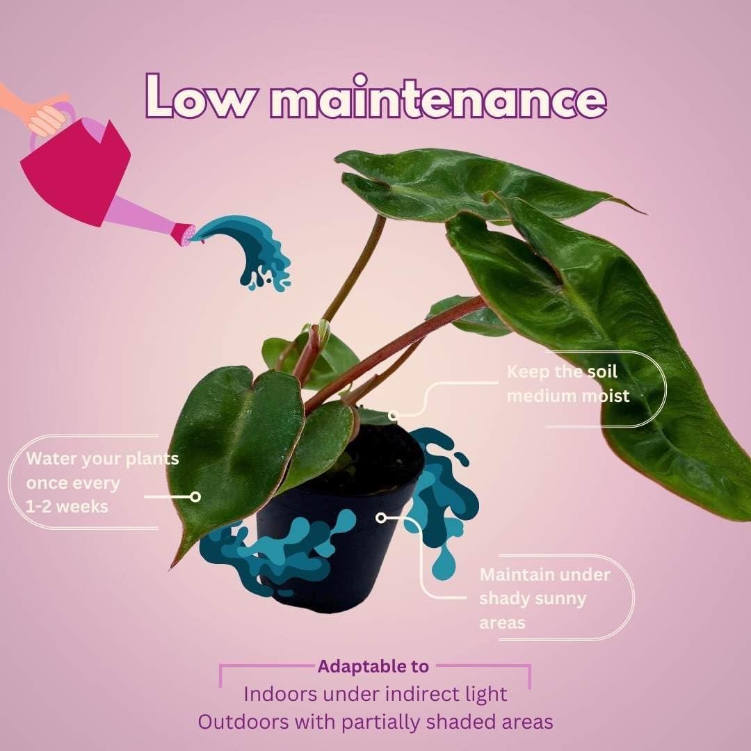 Philodendron billietiae BubbleBlooms en maceta 5 cm - Planta de interior