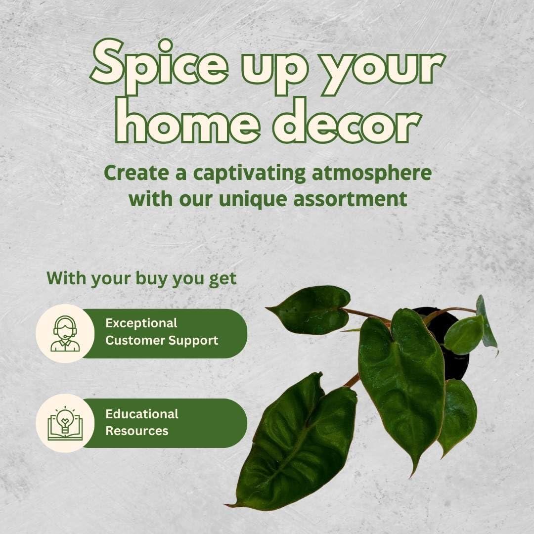 Philodendron billietiae BubbleBlooms en maceta 5 cm - Planta de interior