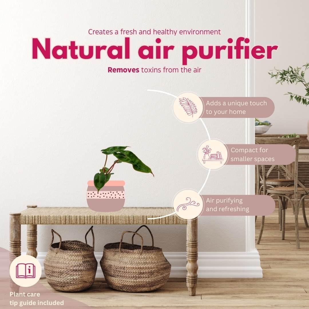 Philodendron billietiae BubbleBlooms en maceta 5 cm - Planta de interior