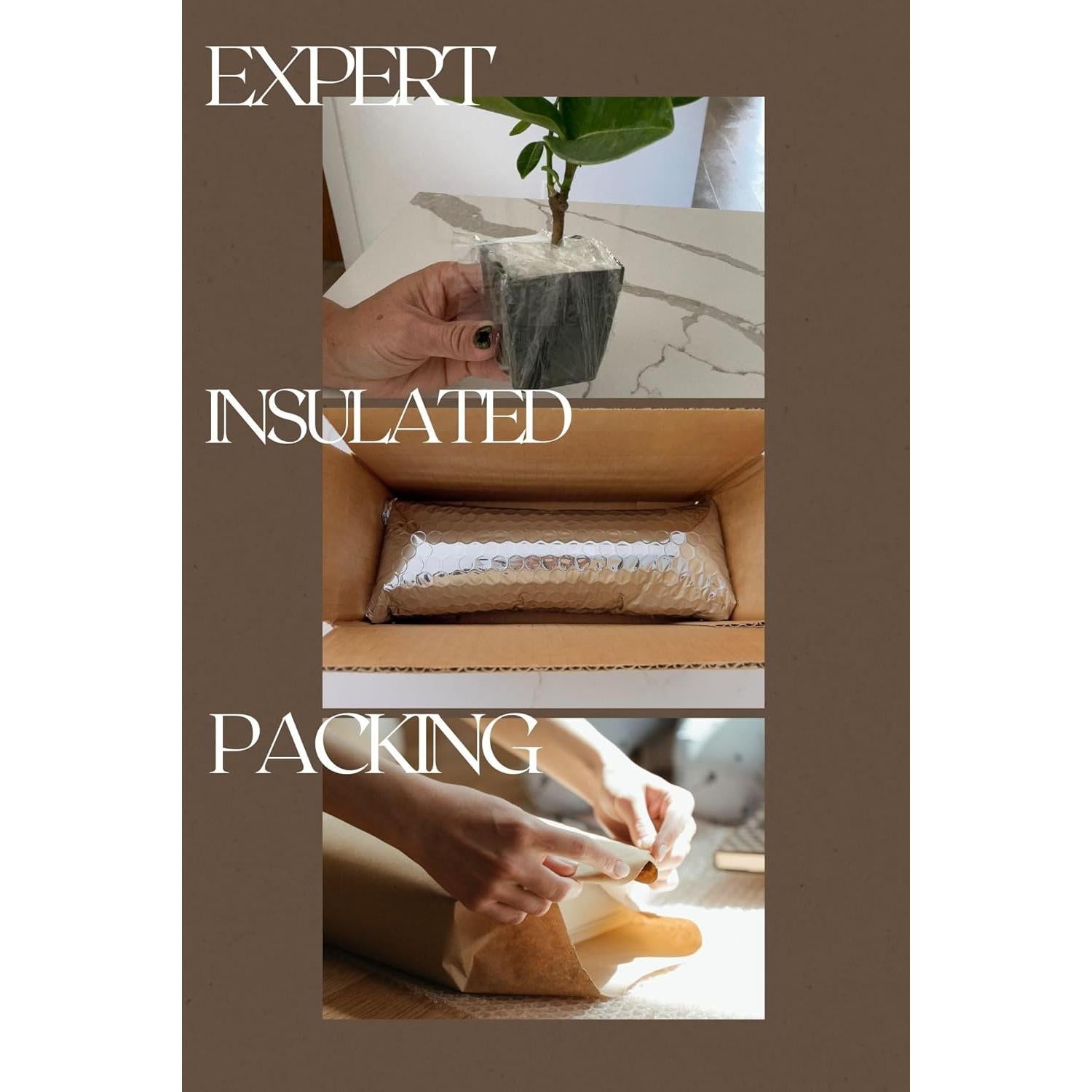 Mini Philodendron Selloum Hope Planta de Interior 10 cm Verde