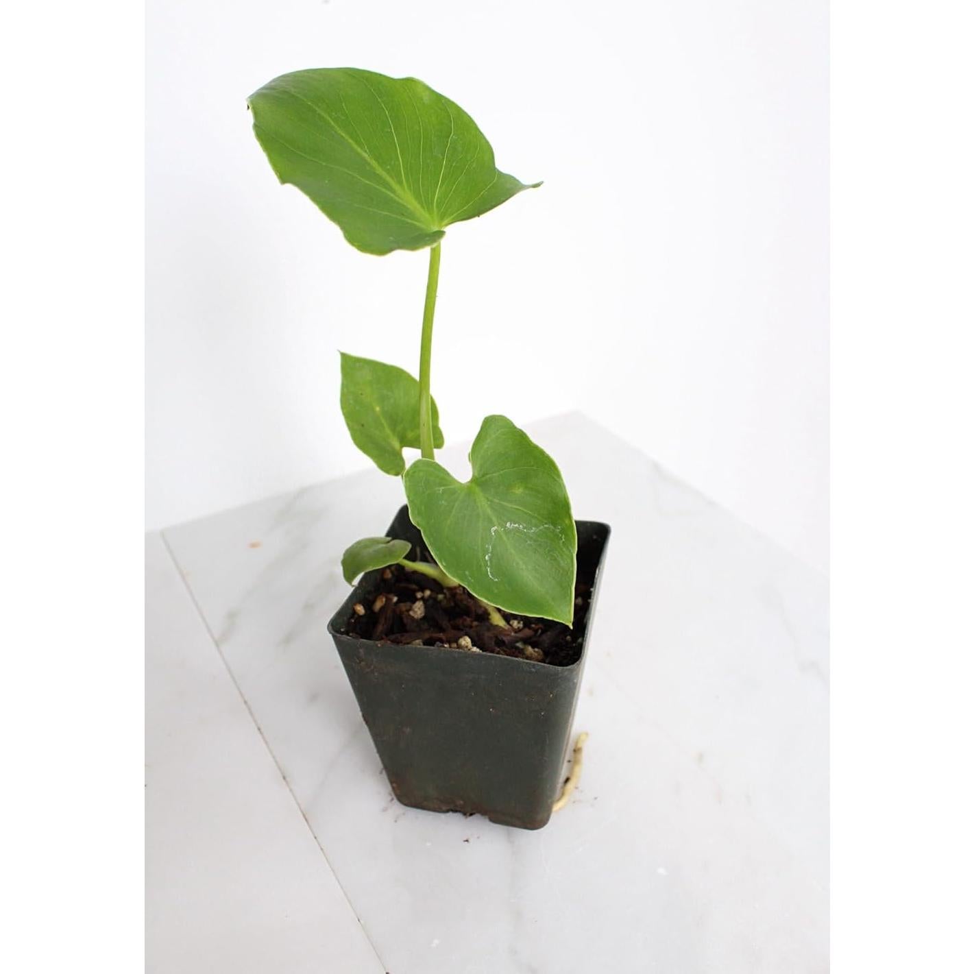 Mini Philodendron Selloum Hope Planta de Interior 10 cm Verde
