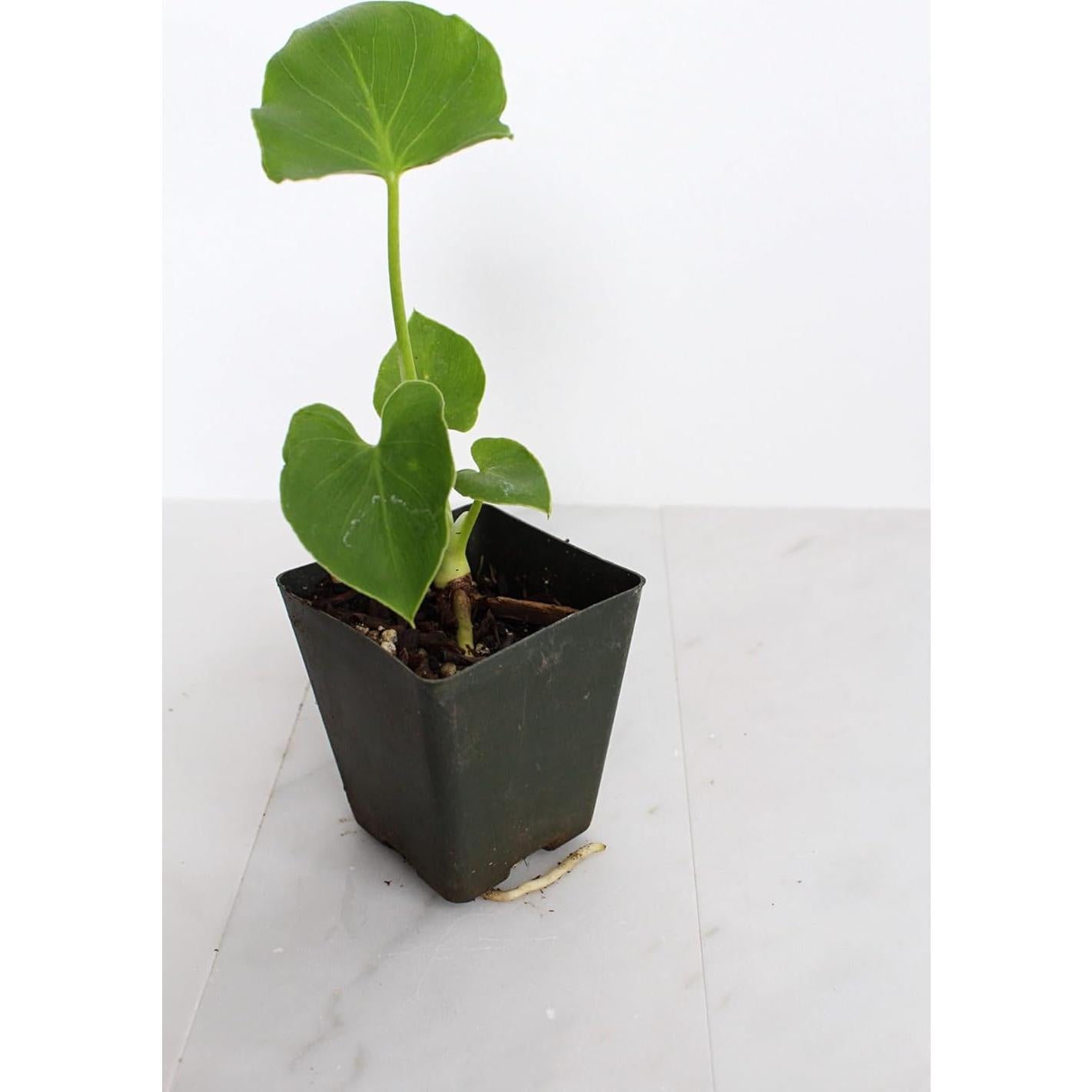 Mini Philodendron Selloum Hope Planta de Interior 10 cm Verde
