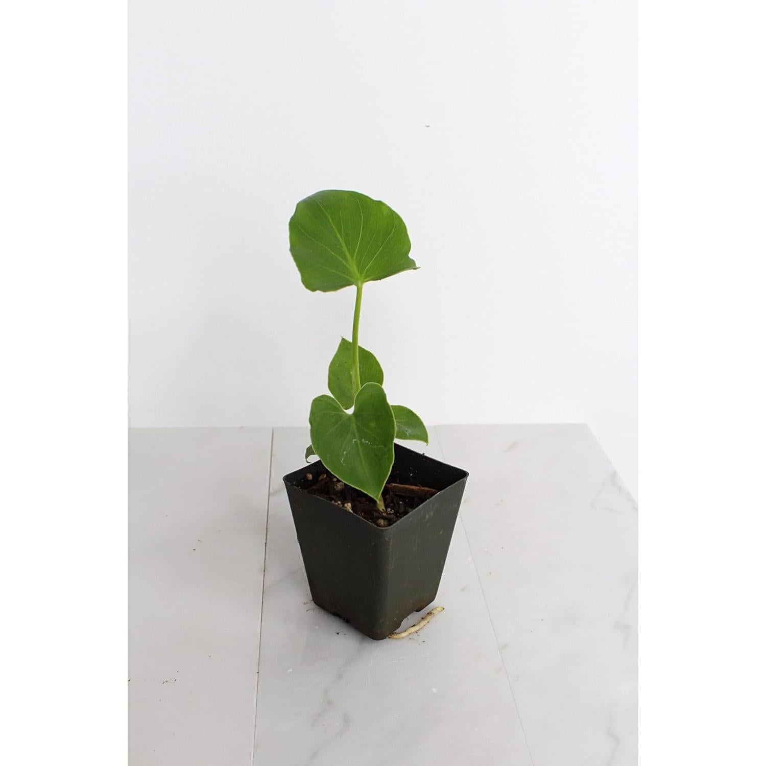 Mini Philodendron Selloum Hope Planta de Interior 10 cm Verde